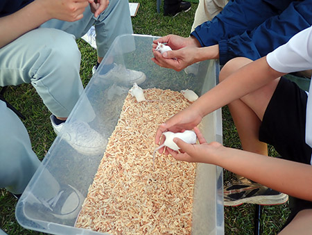 春の手引ヶ丘公園まつり（6）