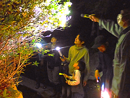 夜遊び探検隊　モリアオガエル観察会（3）