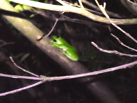 夜遊び探検隊　モリアオガエル観察会（4）