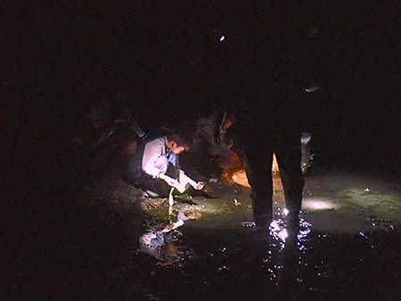 夜遊び探検隊　モリアオガエル観察会（5）