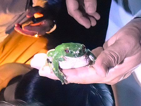 夜遊び探検隊　モリアオガエル観察会（6）