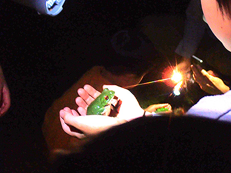 夜遊び探検隊　モリアオガエル観察会（7）