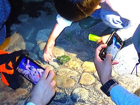 夜遊び探検隊　モリアオガエル観察会（8）