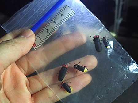 夜遊び探検隊　田儀のホタル観察会（7）