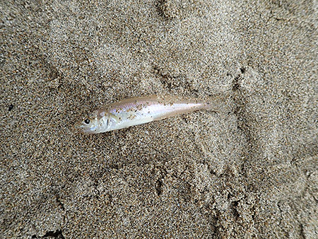 初心者向け　キス釣り体験（6）