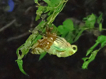 夜遊び探検隊　セミの羽化を観察しよう！（4）