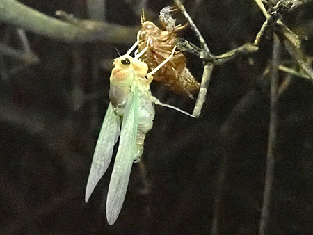 夜遊び探検隊　セミの羽化を観察しよう！（5）