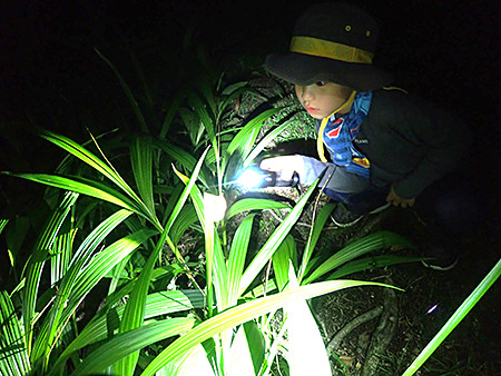 夜遊び探検隊　セミの羽化を観察しよう！（6）