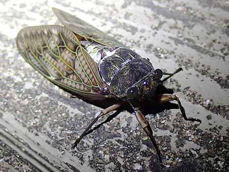 夜遊び探検隊　セミの羽化を観察しよう！（7）