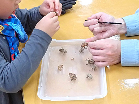 夜遊び探検隊　セミの羽化を観察しよう！（8）